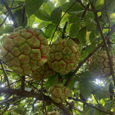 云南本地品种特大黑老虎，果和苗