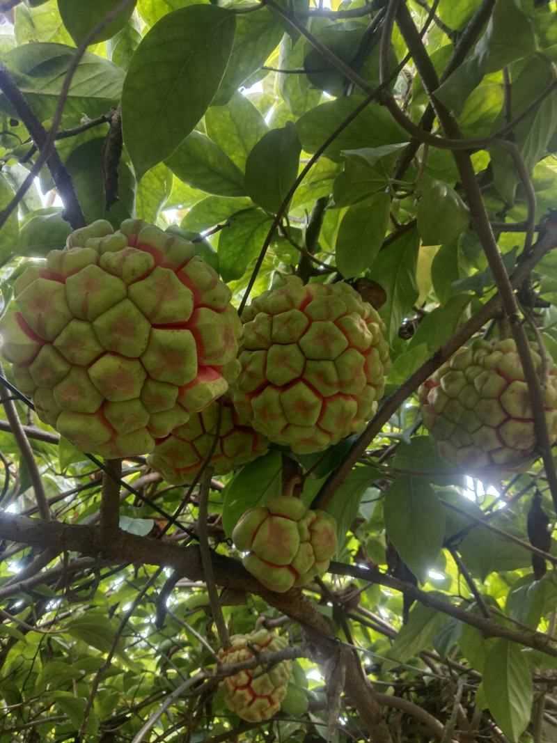 云南本地品种特大黑老虎，果和苗