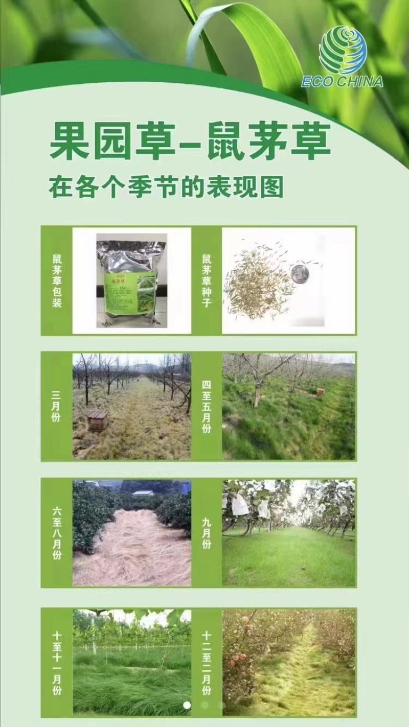 鼠茅草种子籽果园绿肥鼠毛草草种鼠矛草种籽抑制杂草丛生草籽