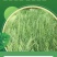 鼠茅草种子籽果园绿肥鼠毛草草种鼠矛草种籽抑制杂草丛生草籽