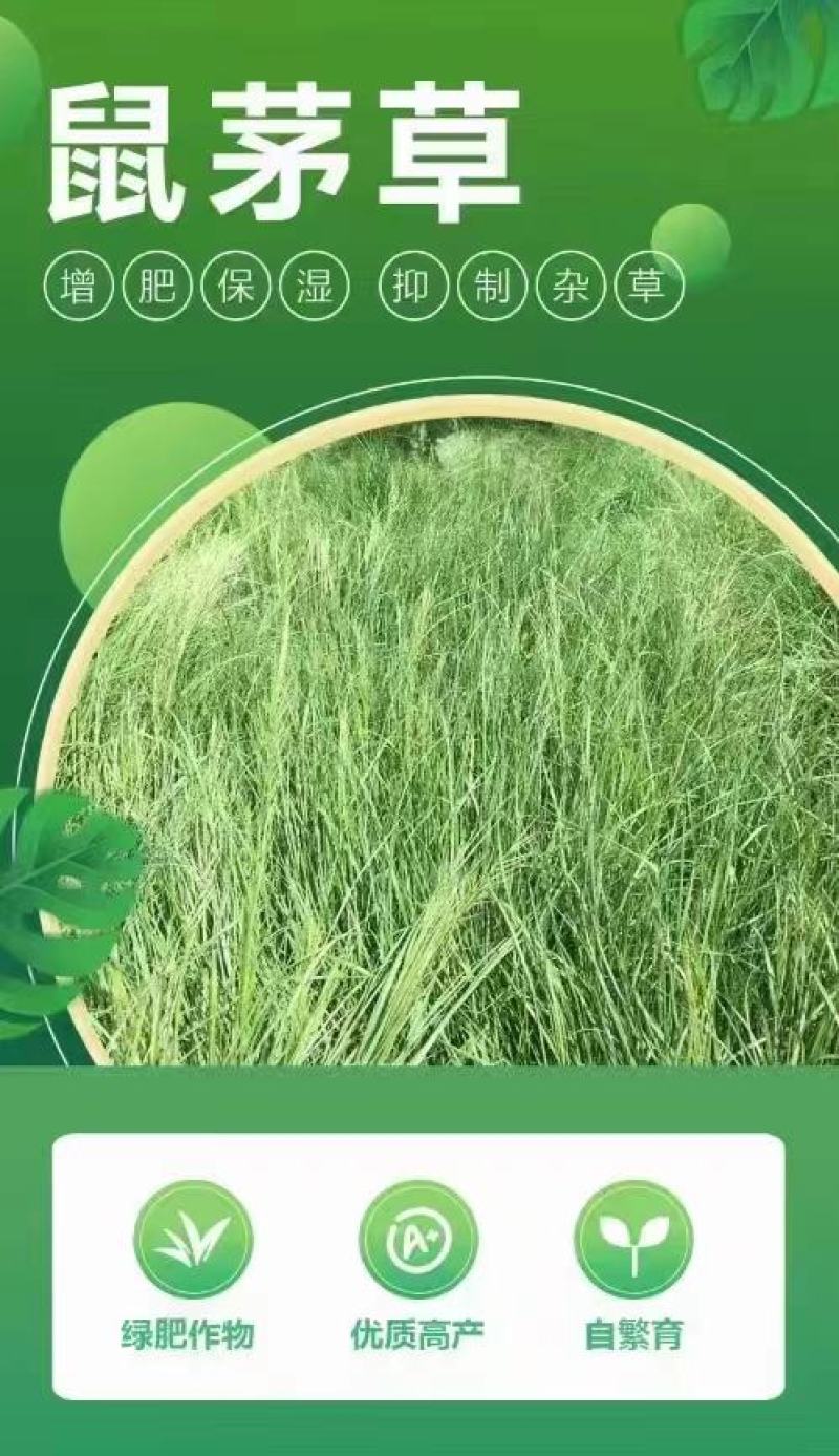 鼠茅草种子籽果园绿肥鼠毛草草种鼠矛草种籽抑制杂草丛生草籽