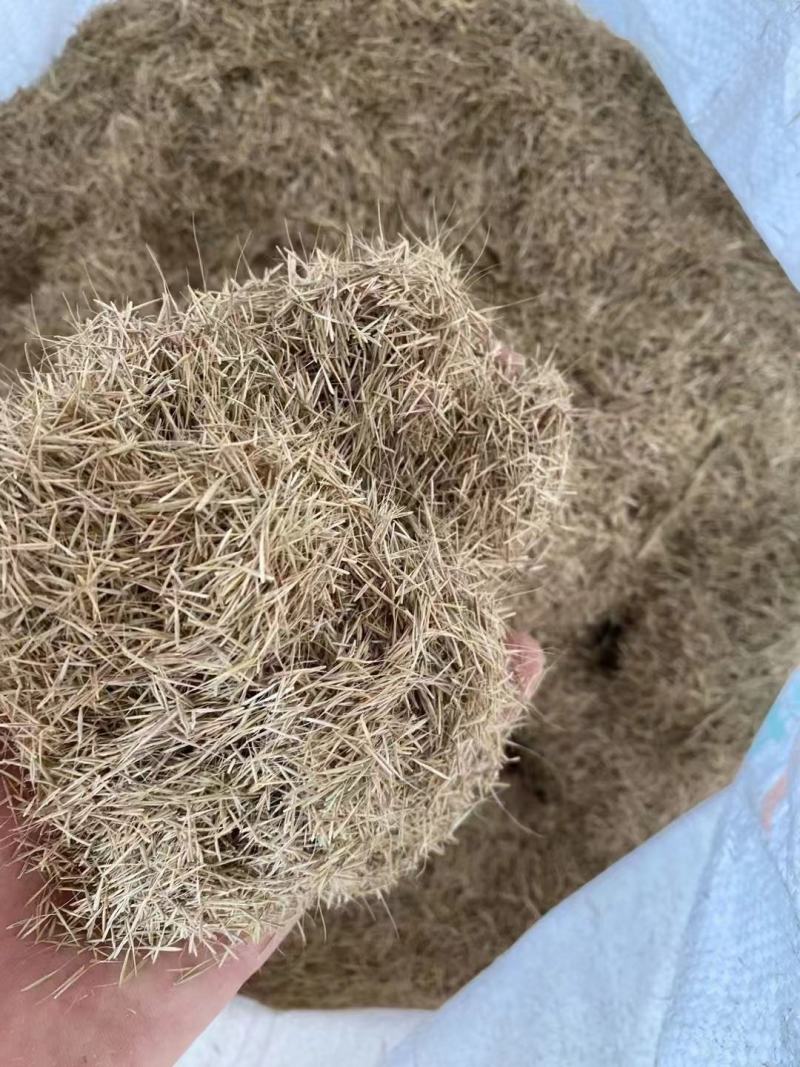 鼠茅草种子籽果园绿肥鼠毛草草种鼠矛草种籽抑制杂草丛生草籽