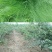 鼠茅草种子籽果园绿肥鼠毛草草种鼠矛草种籽抑制杂草丛生草籽