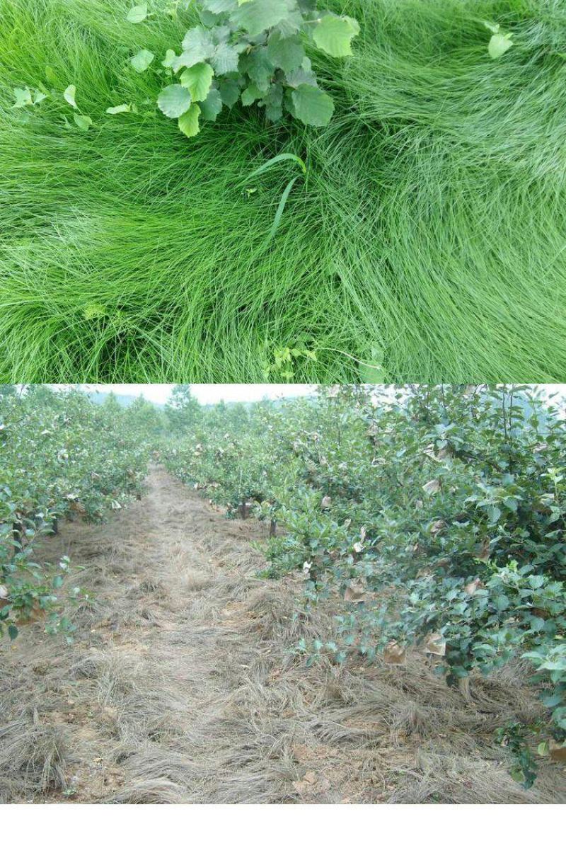 鼠茅草种子籽果园绿肥鼠毛草草种鼠矛草种籽抑制杂草丛生草籽