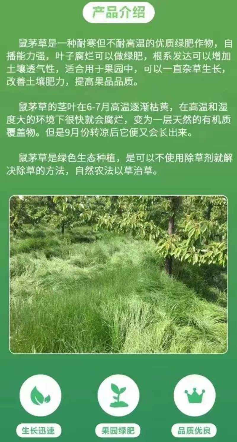 鼠茅草种子籽果园绿肥鼠毛草草种鼠矛草种籽抑制杂草丛生草籽