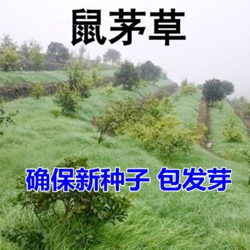 鼠茅草种子籽果园绿肥鼠毛草草种鼠矛草种籽抑制杂草丛生草籽