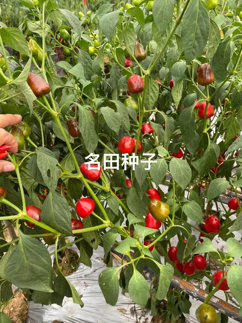 【精选种子】草莓椒种子云南产地直供可视频看货一件代发