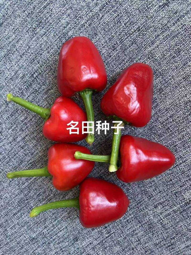 【精选种子】草莓椒种子云南产地直供可视频看货一件代发