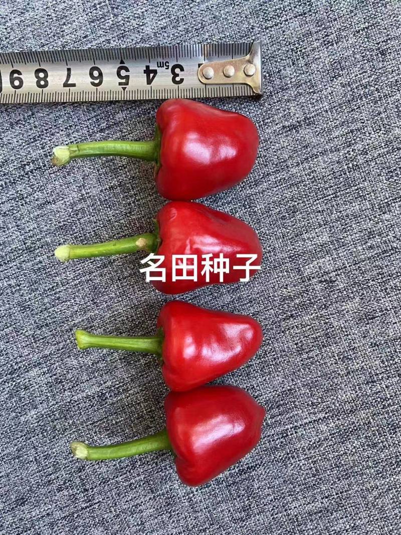 【精选种子】草莓椒种子云南产地直供可视频看货一件代发