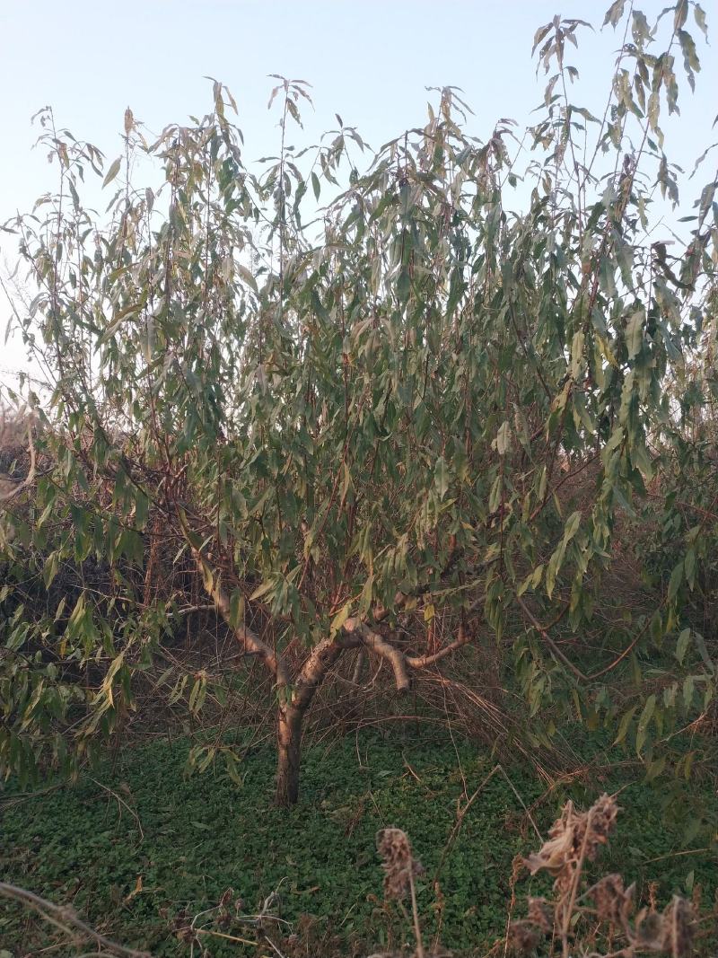 桃树