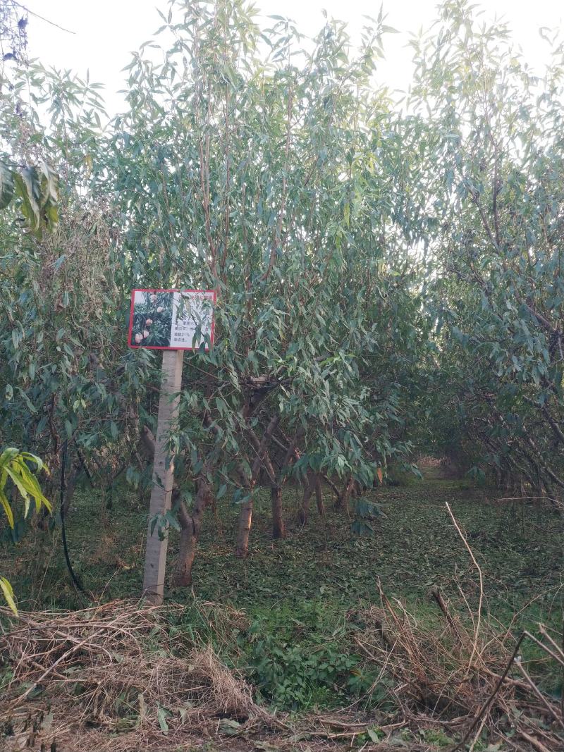 桃树
