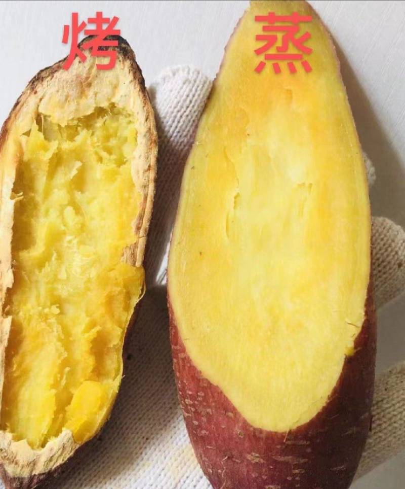 板栗薯济薯26大量香型番薯烧烤，煮蒸炸口感好