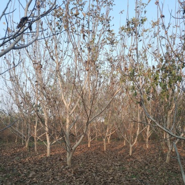 核桃树