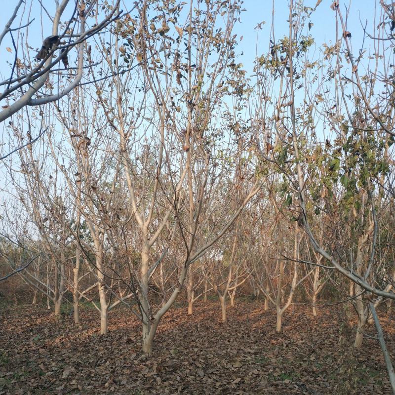 核桃树