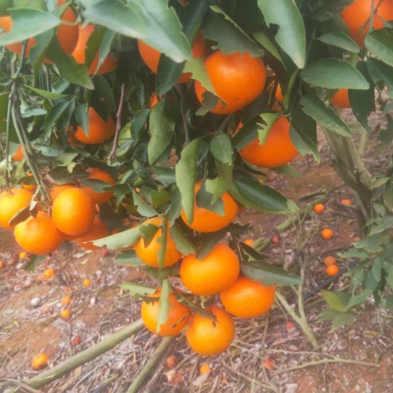 【热卖中】广西崇左市扶绥县万亩沃柑种植地已全面上市