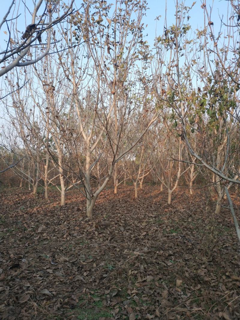 核桃树
