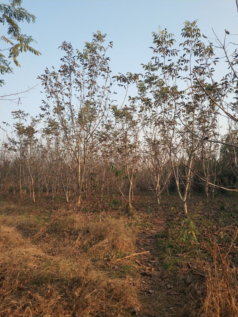 核桃树