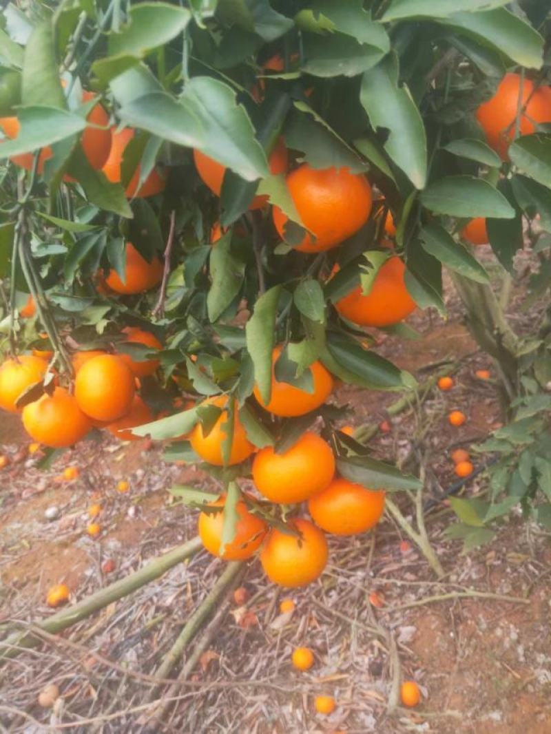 【热卖中】广西崇左市扶绥县万亩沃柑种植地已全面上市