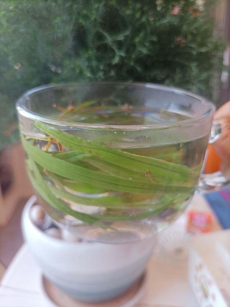 化石草肾精茶产地直供供应海拔3000米以上可对接电商发货