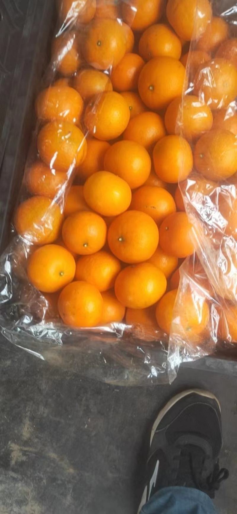 【热卖中】广西崇左市扶绥县万亩沃柑种植地已全面上市