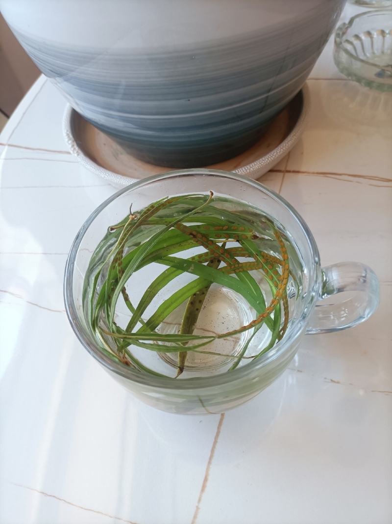 化石草肾精茶产地直供供应海拔3000米以上可对接电商发货
