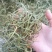 化石草肾精茶产地直供供应海拔3000米以上可对接电商发货