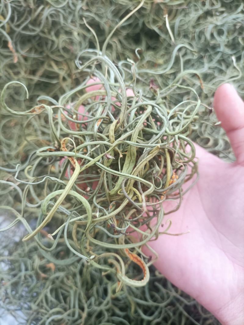 化石草肾精茶产地直供供应海拔3000米以上可对接电商发货