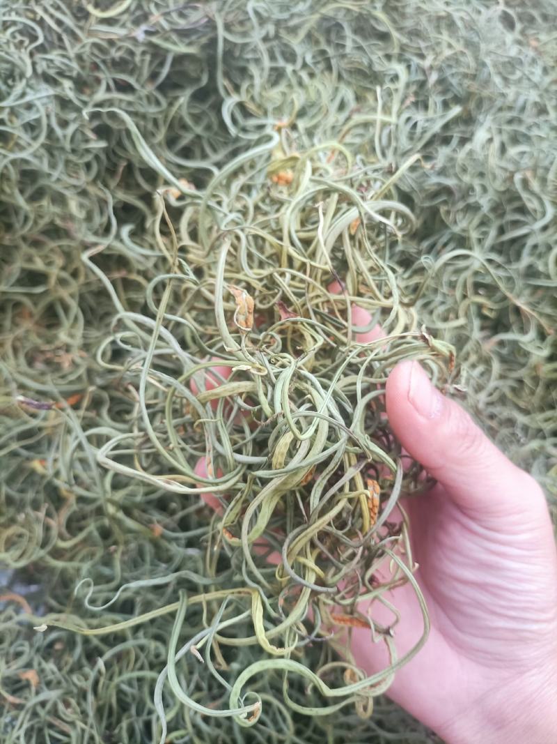 化石草肾精茶产地直供供应海拔3000米以上可对接电商发货