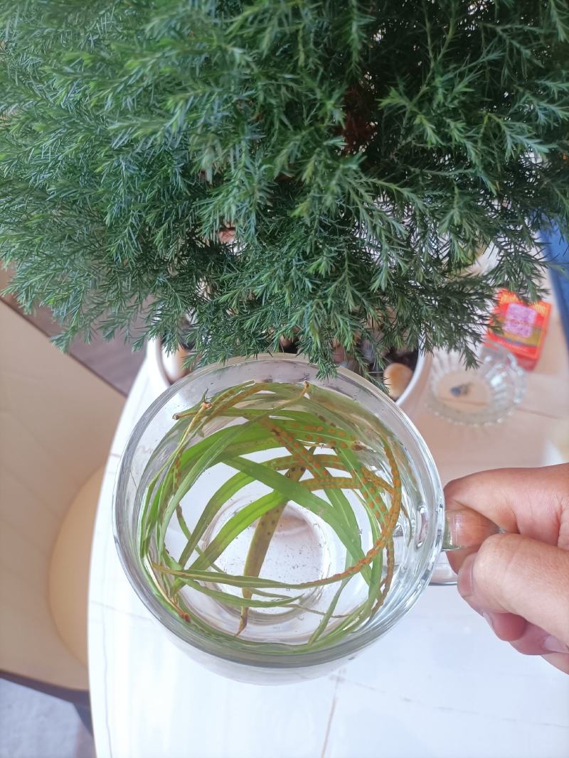 化石草肾精茶产地直供供应海拔3000米以上可对接电商发货