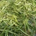 化石草肾精茶产地直供供应海拔3000米以上可对接电商发货