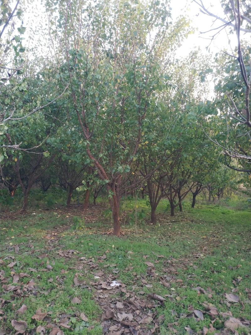 李子树