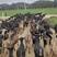 黑山羊，产地直发，保质保量，欢迎全国各地老板选购