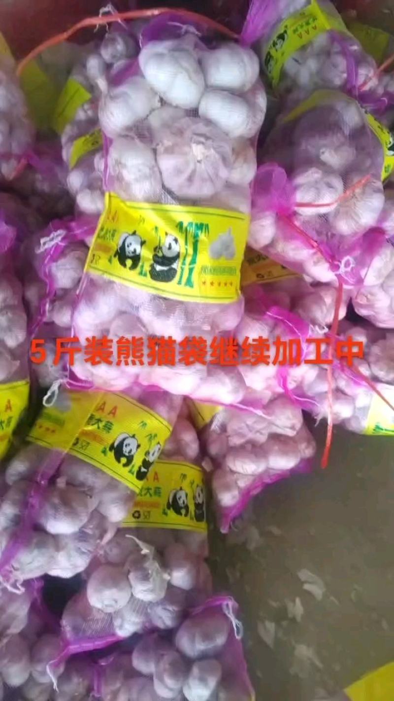 山东济宁混装紫皮蒜大蒜把子蒜个头大四六瓣供各种包装全国接单