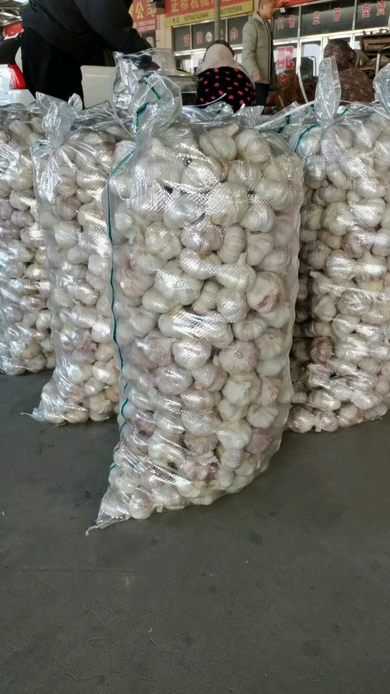 山东济宁混装紫皮蒜大蒜把子蒜个头大四六瓣供各种包装全国接单