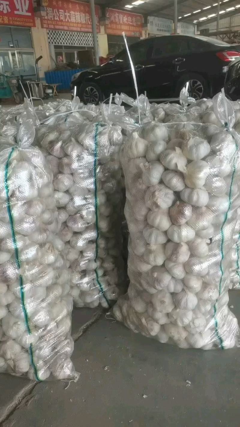 山东金乡济宁大蒜出库中加工好的干净无杂视频看货实地订货