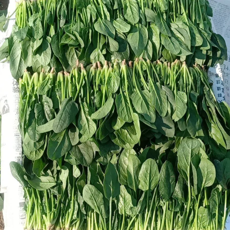 小叶菠菜