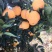 赣南脐橙0.9元/斤，，，，，，，，，，，，，，，，，，
