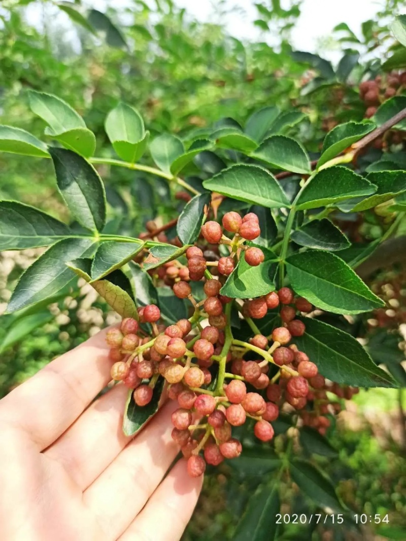 新品种大红袍花椒苗九叶青花椒苗非常高产南北方都可以栽