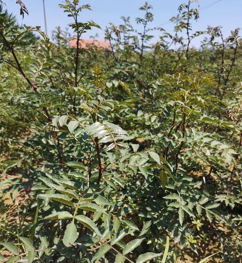 新品种大红袍花椒苗九叶青花椒苗非常高产南北方都可以栽