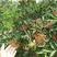 新品种大红袍花椒苗九叶青花椒苗非常高产南北方都可以栽