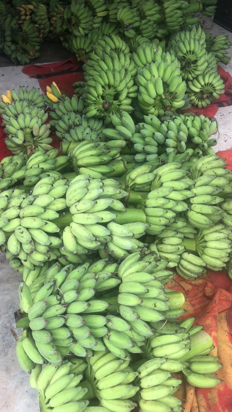 【品种齐全】西贡蕉芭蕉粉蕉苹果蕉皇帝蕉大量供应