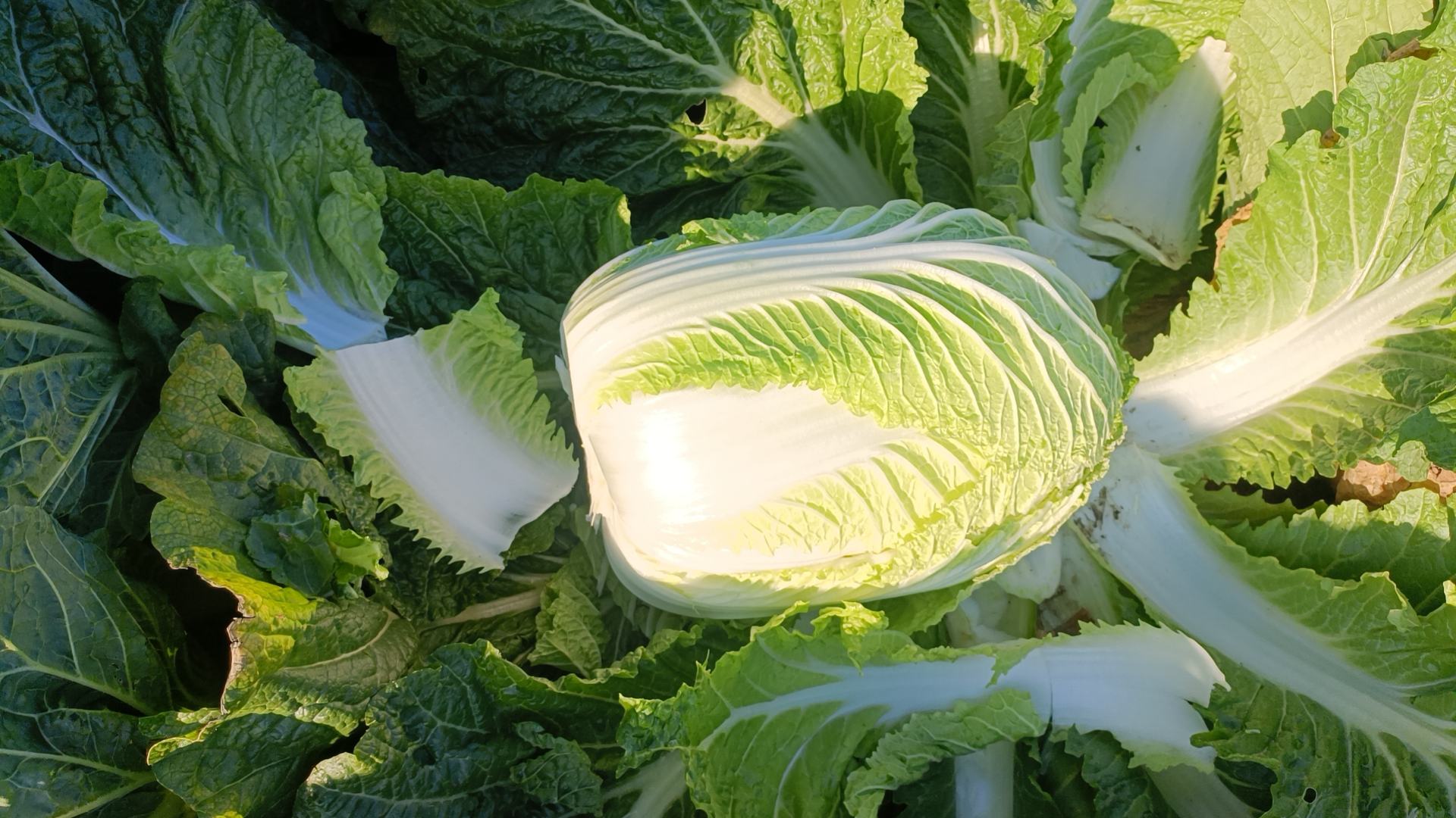 白菜植株特写
