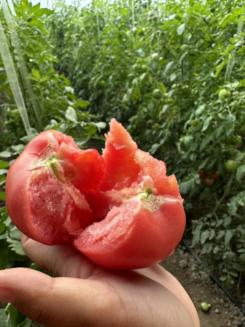 硬粉西红柿