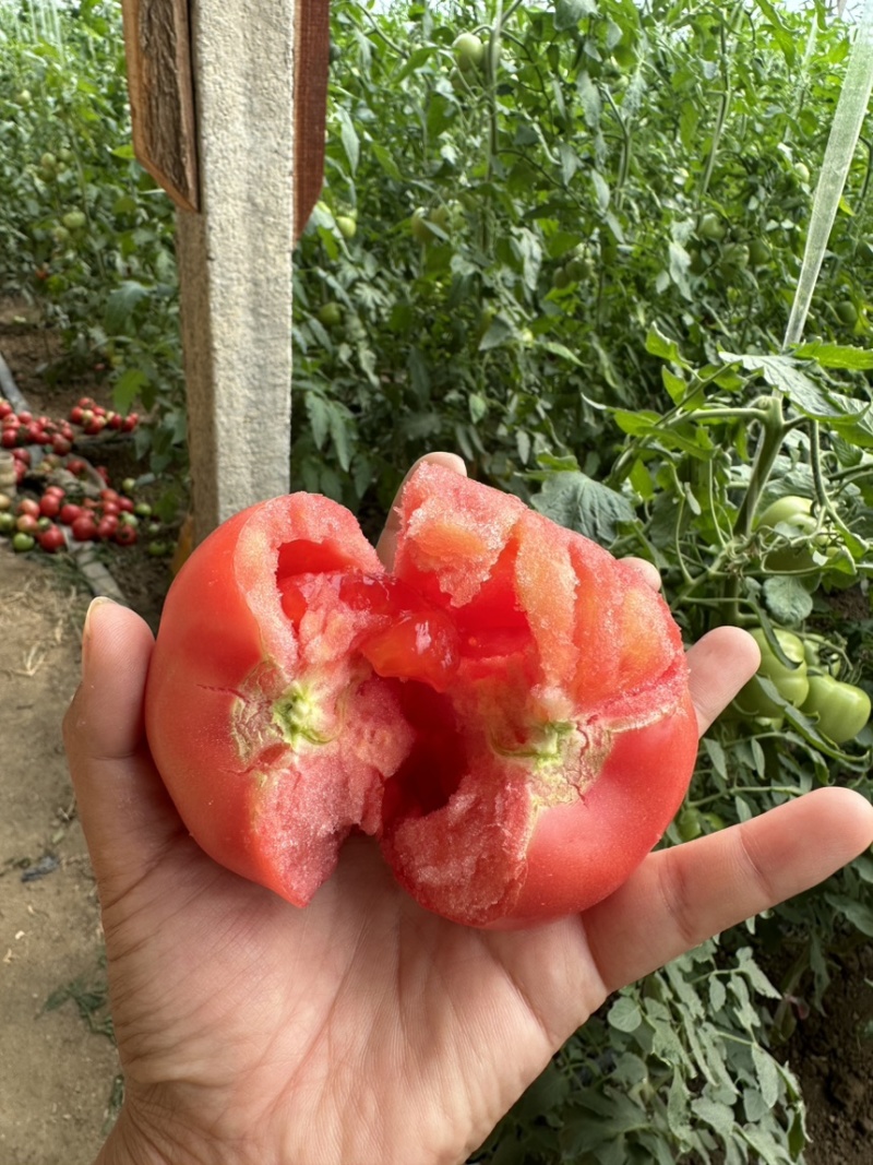 硬粉西红柿