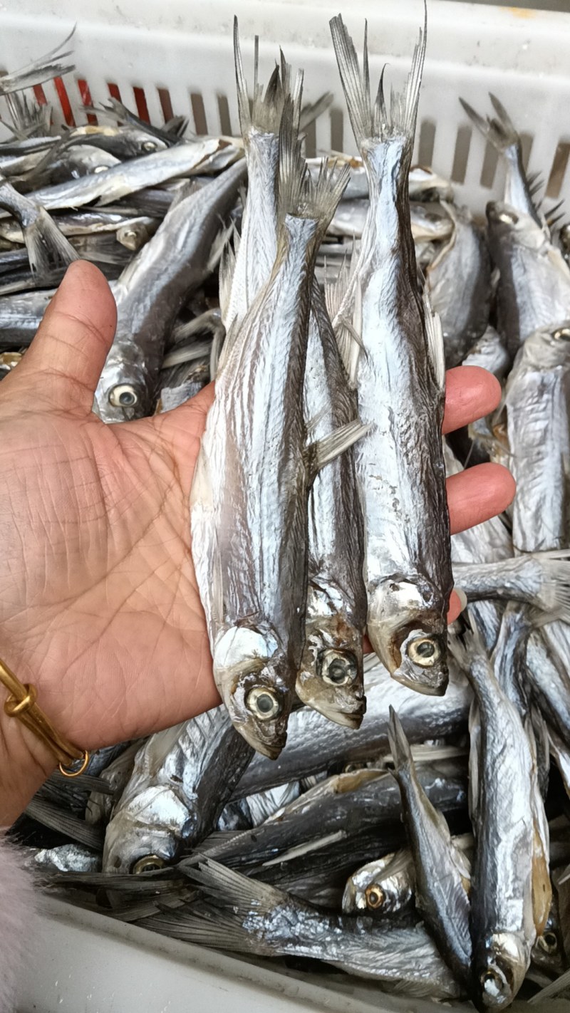 中号妖皮翘嘴干鱼