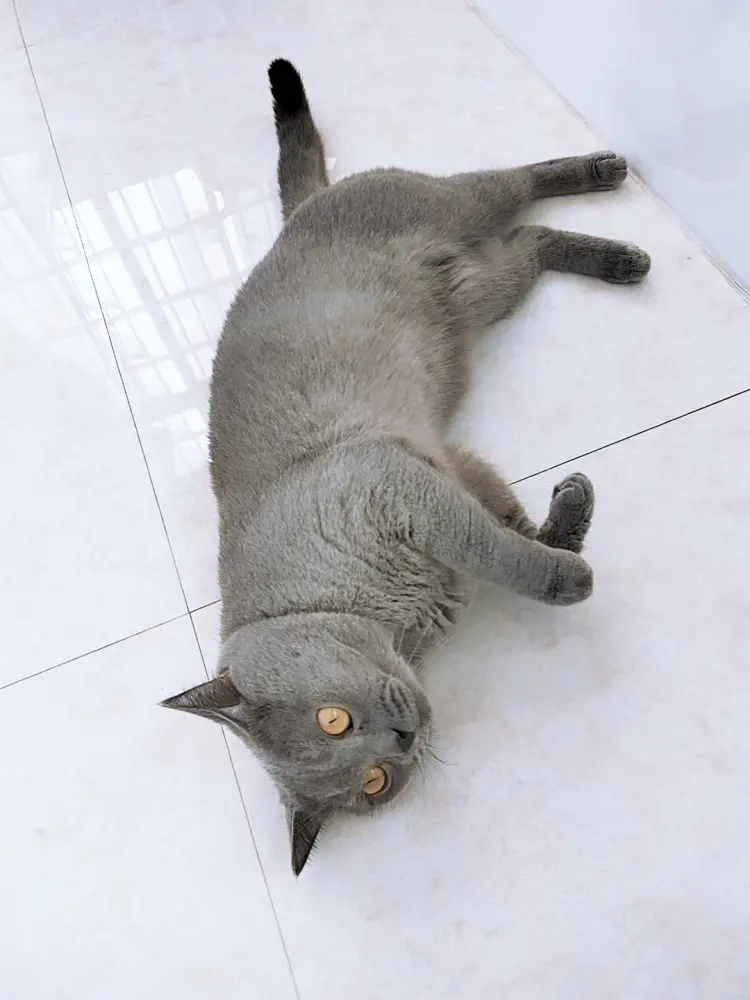 宠物猫批发]蓝猫价格1500.00元/个- 一亩田