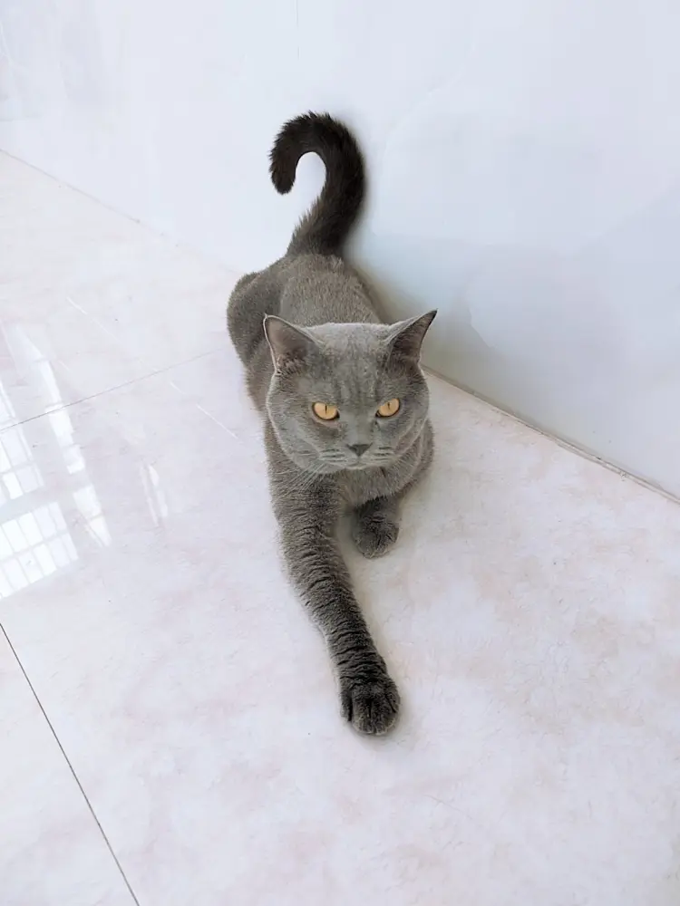 中国　唐代　藍釉俑　猫　珍品　I40-3 中国 唐代 藍釉俑 猫 珍品 I40-3 美術品・アンティーク