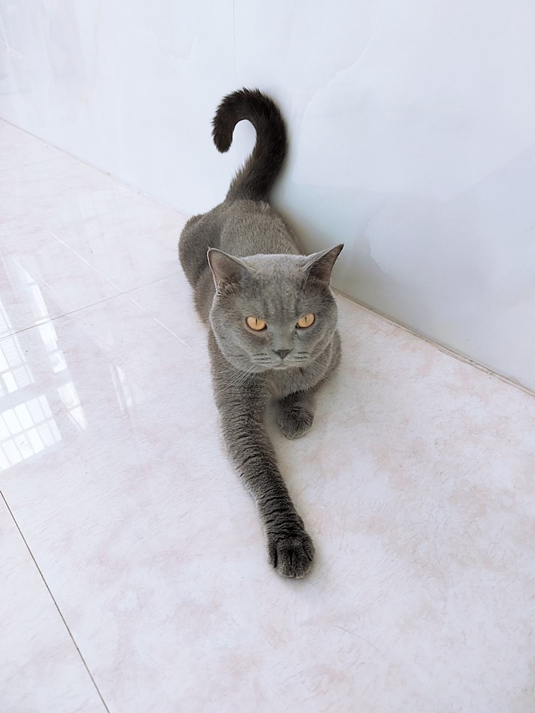 宠物猫批发]蓝猫价格1500.00元/个- 一亩田