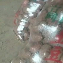好田出好苗，好地长土豆，薯芋类，青薯九号，商品货，半斤起