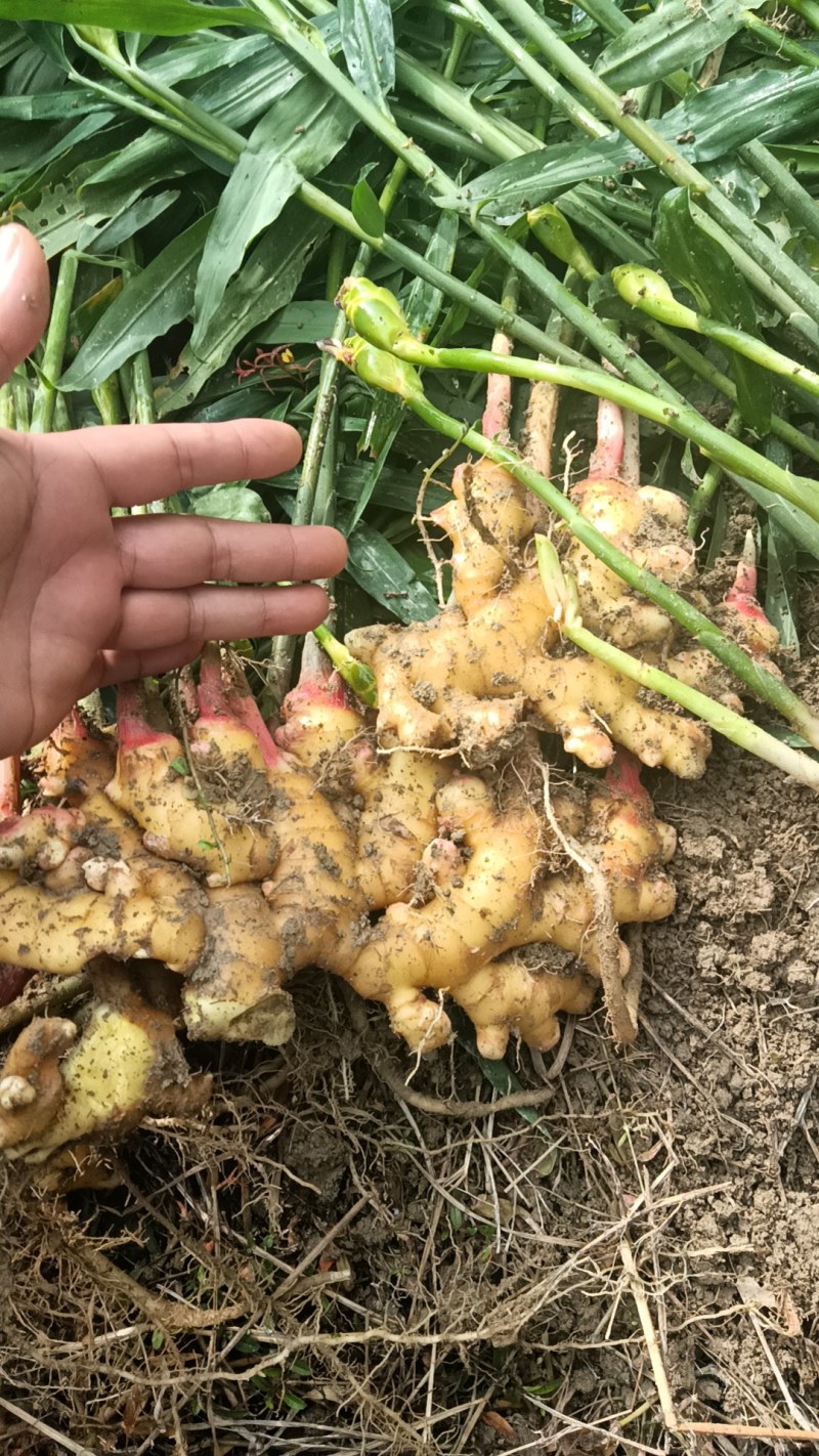 生姜鲜货，库存圆头姜，版型好，块头大！